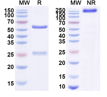 Research Grade gaspantatug Antibody
