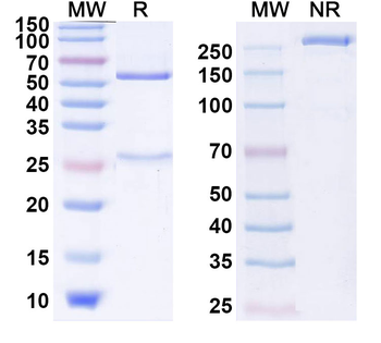Research Grade glarivibart Antibody