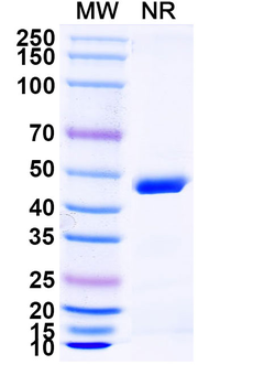 VACV G9&A16 complex Antibody