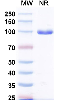 VACV G9 Antibody
