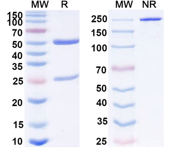 pan-Glypican Antibody