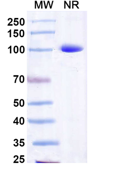 Influenza B virus Neuraminidase/NA Nanobody Antibody