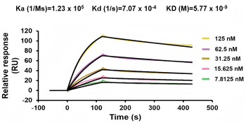 Human VMAT2 Antibody