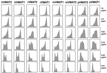 Human VMAT2 Antibody