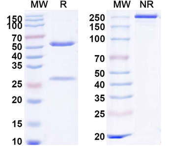 InVivoMAb Mouse IL11 Antibody