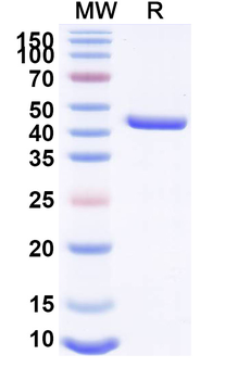 Mouse CD282/TLR2 Antibody