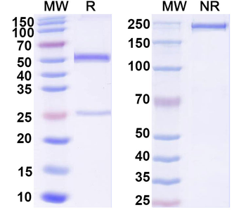 Human CD183/CXCR3 Antibody