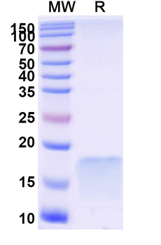 afucosylated IgG Nanobody Antibody