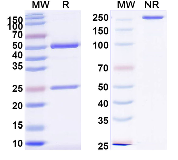 Human GUCY2C Antibody