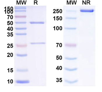 CD350/FZD10 Antibody