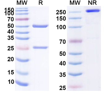 CD227/MUC1 Antibody