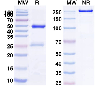 Human APOH Monoclonal Antibody