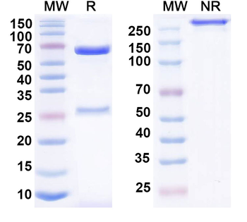 Human APOH Monoclonal Antibody
