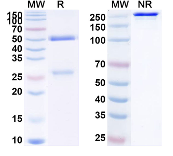 Human SIGLEC15/CD33L3 Antibody