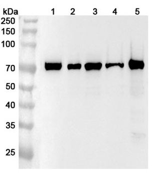 PTGS1 Polyclonal Antibody