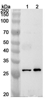 Human ENDOG Polyclonal Antibody