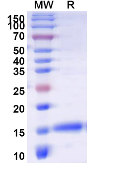 Human ISG15 Nanobody Antibody