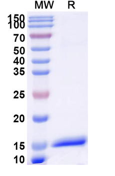 Human ISG15 Nanobody Antibody