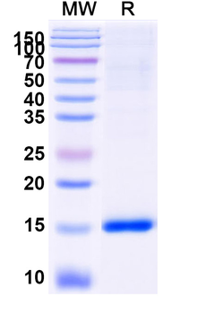 Human TRPC3 Nanobody Antibody