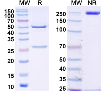 Mouse latent TGFB1/TGF-beta-1 Antibody