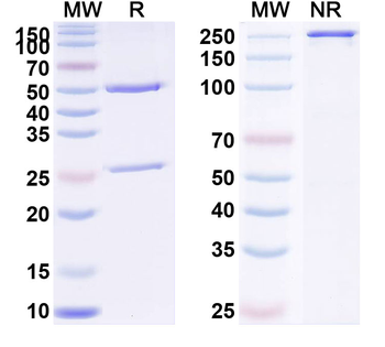 CCHFV Glycoprotein C/Gc Antibody