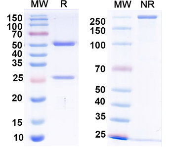 Human CD16a/FCGR3A Antibody