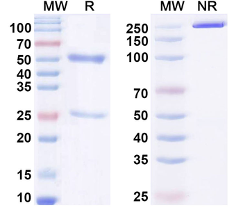 Human F9/Factor IX Antibody