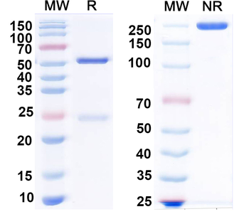 HPV16 E7/Protein E7 Antibody