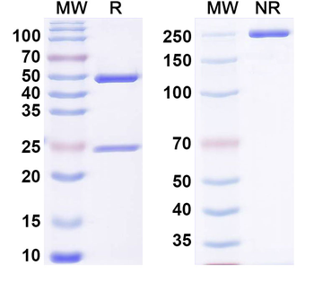 HPV16 E7/Protein E7 Antibody