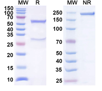 HPV18 E7/Protein E7 Antibody