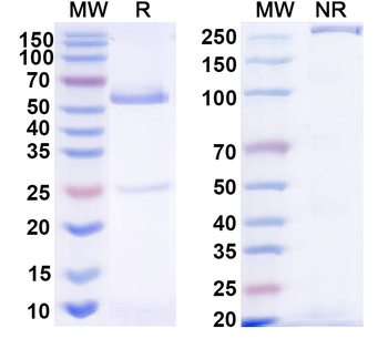 HPV31 E7/Protein E7 Antibody