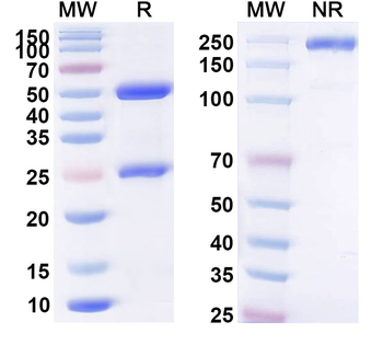 HPV31 E7/Protein E7 Antibody
