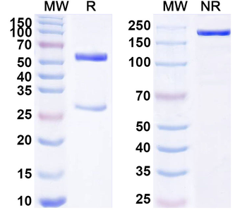 HPV33 E7/Protein E7 Antibody