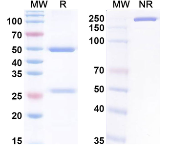 HPV33 E7/Protein E7 Antibody