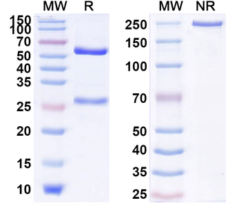 HPV58 E7/Protein E7 Antibody