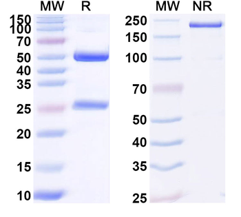 Human CLEC6A/Dectin-2 Antibody