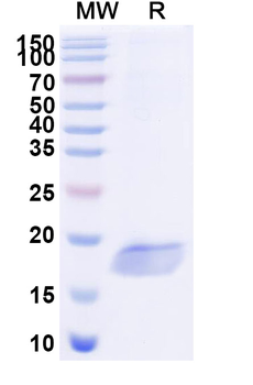 Salmonella enteritidis FliC Nanobody Antibody