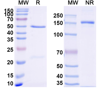 Human CD274/PD-L1/B7-H1 Antibody
