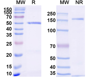 Human CD274/PD-L1/B7-H1 Antibody