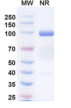 Human CD182/CXCR2 Antibody