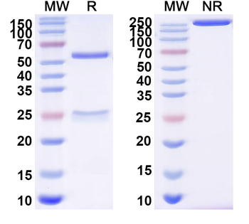 Human CD182/CXCR2 Antibody