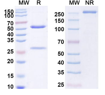 Human PLXNA1/Plexin-A1 Antibody
