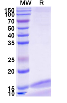 Human TMEM30A Nanobody Antibody