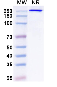 Hantaan virus/HTNV Glycoprotein N/Gn Antibody