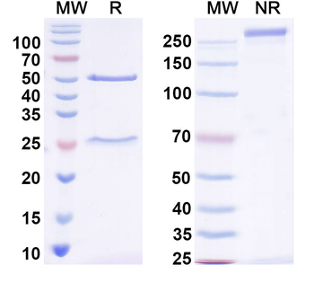 InVivoMAb Mouse IL11RA Antibody
