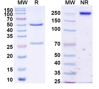 VHH Antibody