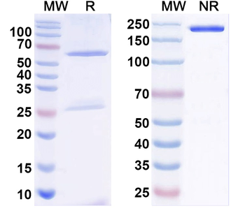VHH Antibody