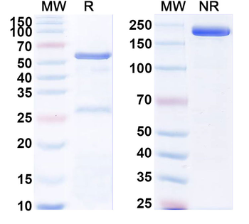 Research Grade MOR106 Antibody
