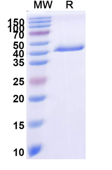 CSFV Glycoprotein E2 Antibody