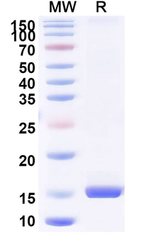 Human CD370/CLEC9A Nanobody Antibody